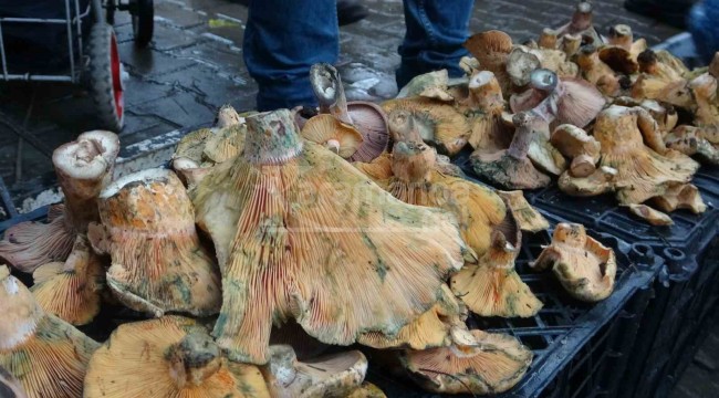 Kilosu 200 liradan satılıyor, gece yola çıkıp dağlık bölgelerden topluyorlar