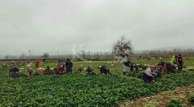 Kış sofralarının vazgeçilmezi, kilogramı 12 liradan alıcı buluyor