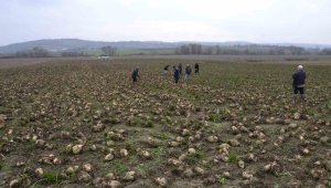 Makineler tarlaya giremediğinden elle sökülünce yüzde 20 fire kesiliyor