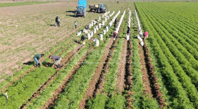 Tarlada 5 Liradan Türkiye'nin dört bir yanına satılıyor