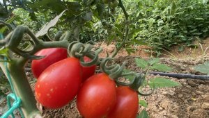 Toplamda 50 çeşit üretip 35 ülkeye ihracat yapıyorlar