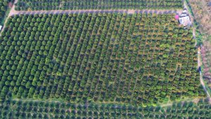 Üreticinin yüzü güldü, dalında kilogramı 7 liradan satılıyor