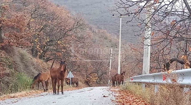 Zeytinde 'yok yılı' bölgedeki atlara yaradı
