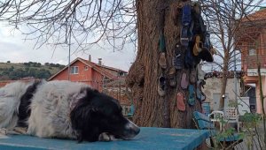 Ağacın sırrı, ilçede ayakkabısı kaybolan bu ağaca koşuyor