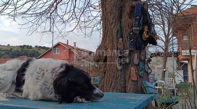 Ağacın sırrı, ilçede ayakkabısı kaybolan bu ağaca koşuyor