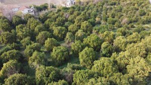 Bahçede 3 lira, markette ise 45 liradan satılıyor