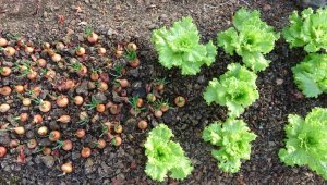 Bir kısmını satıyor, bir kısmını ise ücretsiz dağıtıyor