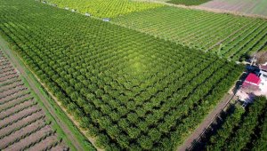 Bölge ürünü dünya mutfağını süslüyor, fiyat biraz daha yükselebilir