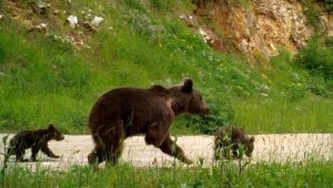 Dikkat, ormanda bebek var