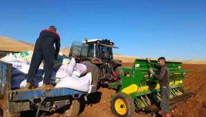 Dönüm başına 500 kilo rekolte bekleniyor, bölgede ekim başladı