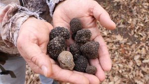 En pahalı yiyecekler sıralamasında ilk üçte, köpekler bulacak