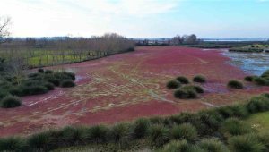 Geçen yıl olduğu gibi bu yılda kaplandı