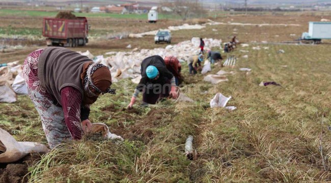 Kadınların elle sökümünü yaptığı ürün dünya pazarına hazırlanıyor