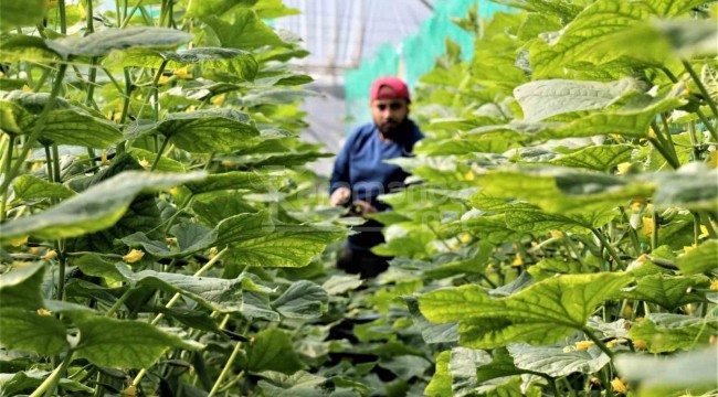 Yevmiye 750 lira veren var ancak, buna rağmen çalışacak işçi bulamıyorlar