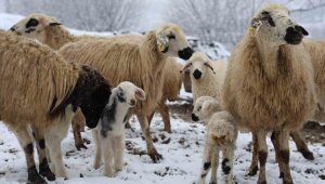 Yılın ilk kuzuları dünyaya geldi, tatlı telaş başladı