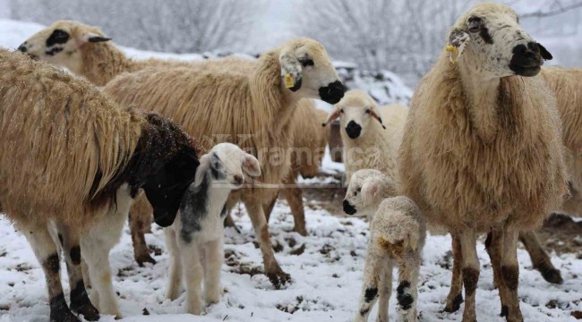 Yılın ilk kuzuları dünyaya geldi, tatlı telaş başladı