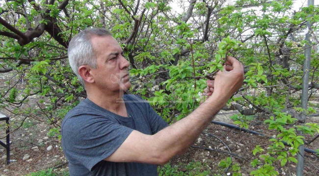 Bahçeler meyve vermeye başladı