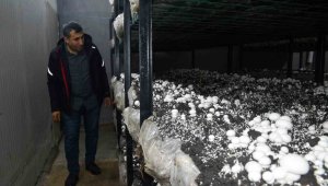 Bölgenin ihtiyacını karşılıyor, üç günde bir hasat ediliyor