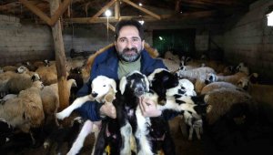 İlk defa kuzulayanlar yavrularına alışamıyor