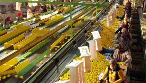 Kadınlar ekmek parasını bu işten kazanıyor