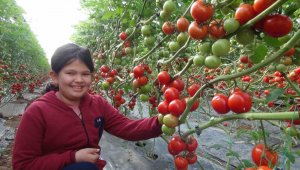 Silifke'de örtü altı domates hasadı başladı