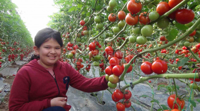 Silifke'de örtü altı domates hasadı başladı