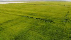 Tahıl ambarı ovada yağışlar rekolte umutlarını artırdı