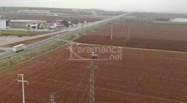 5 bin kilometre yol kat edip ata yurduna döndüler