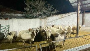 Çumra'da koyun hırsızlığı şüphelisi yakalandı