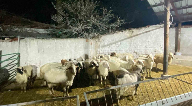 Çumra'da koyun hırsızlığı şüphelisi yakalandı