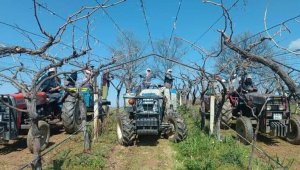 Dünyaca ünlü üzümün yetiştirildiği bağlarda hummalı çalışma