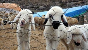 Günde 2 defa anneleriyle buluşturuluyor