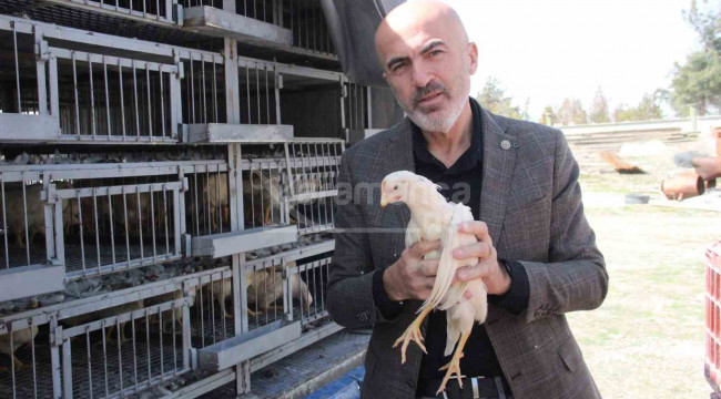 Karaman'da köylülere tavuk ve horoz dağıtıldı