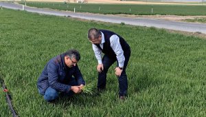 Karapınar'da hububat ekim alanlarındaki bitki gelişimleri incelendi