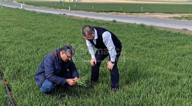 Karapınar'da hububat ekim alanlarındaki bitki gelişimleri incelendi