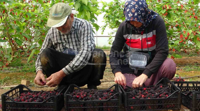 Kilosu 80 lira, hasadı başlayan ürün üreticinin yüzünü güldürüyor