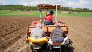 Zarar edince bu ürüne yöneldiler, ekim başladı
