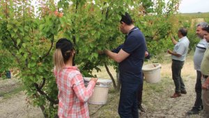 Açık alanda hasat başladı, kilosu 120 lirayı buluyor