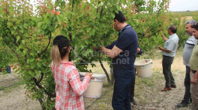 Açık alanda hasat başladı, kilosu 120 lirayı buluyor