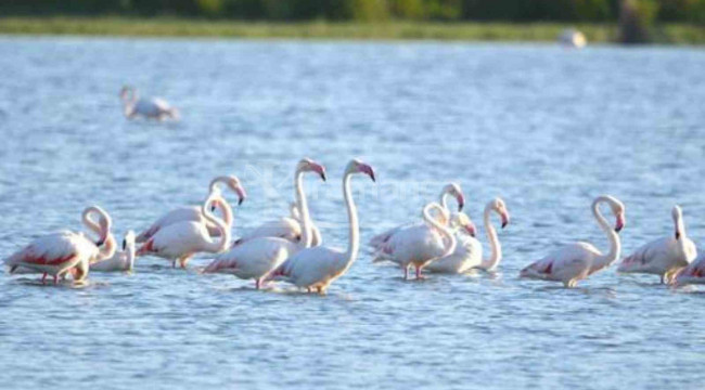 Doğa harikası Akgöl flamingoları ağırlıyor