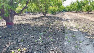 Hasada gün sayarken üreticiyi fırtına vurdu