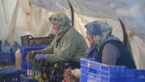 Kadınların çamurdan temizlediği ürün sofraları süslüyor