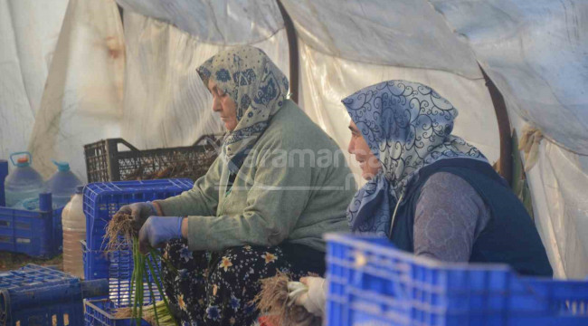 Kadınların çamurdan temizlediği ürün sofraları süslüyor