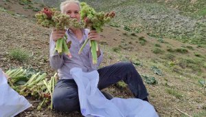 Karların erimesiyle çıkan bitkiyi toplamak için kilometrelerce yürüyorlar