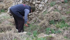 Kaşila yemeğini dağlardan topladıkları bu ottan yapıyorlar