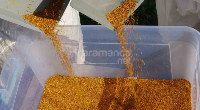 Kilosu bin lira, Sağlık açısında altın değerindeki üründe hasat başladı
