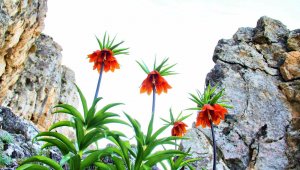 Koparılmasının cezası 244 bin 315 lira