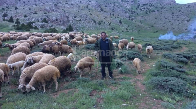 Mesaide müdür, tatilde çoban