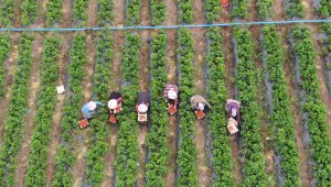 Tarladan 70 liradan alıcı buluyor