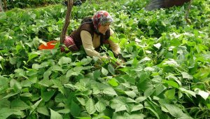 Turfanda ürünle çifte kazanç, kilogramı 70 liradan satılıyor